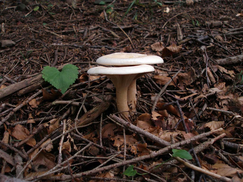 Funghi da determinare - 3